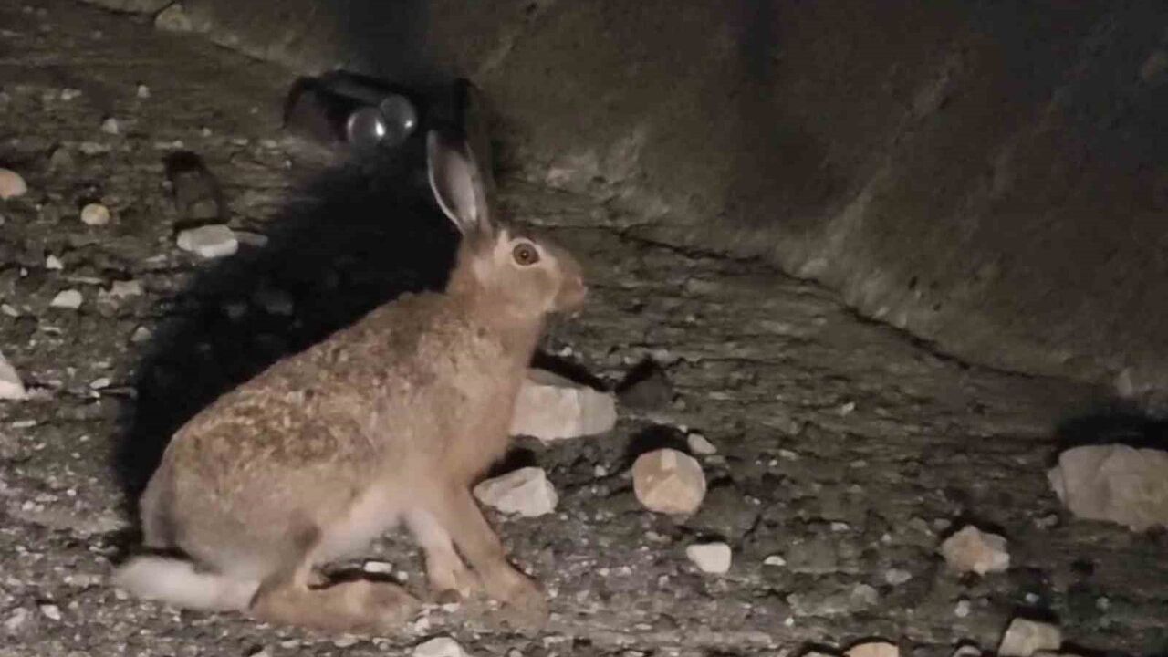 Erzurum Uzundere'de otoyolda duran yabani tavşan dikkat çekti