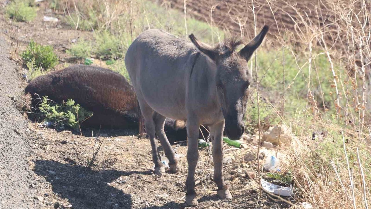 Eşeğin Sıpası, Ölü Annesinin Başında Bekledi