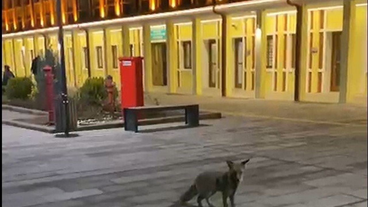 Eskişehir Tren Garı'nda görülen tilki yolcuları şaşırttı