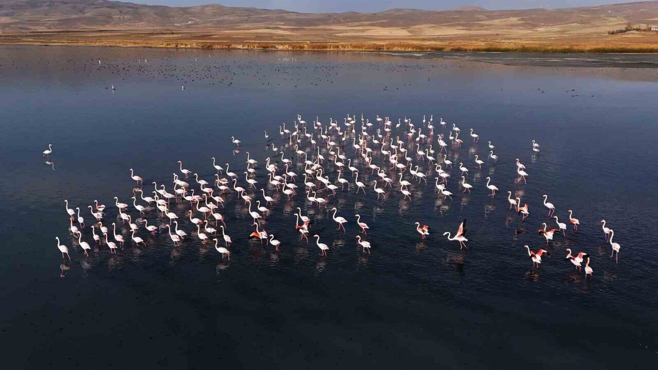 Flamingolar Erçek Gölü'nde Konaklama Süresini Uzattı
