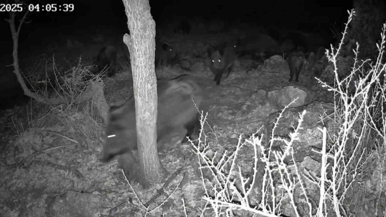 Fotokapanla yaban hayatı: Domuzun çamur banyosu ve kurtun av anı Beyşehir'de