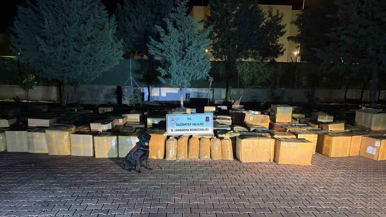 Gaziantep Araban'da 7 ton 100 kilogram kaçak tütün ele geçirildi