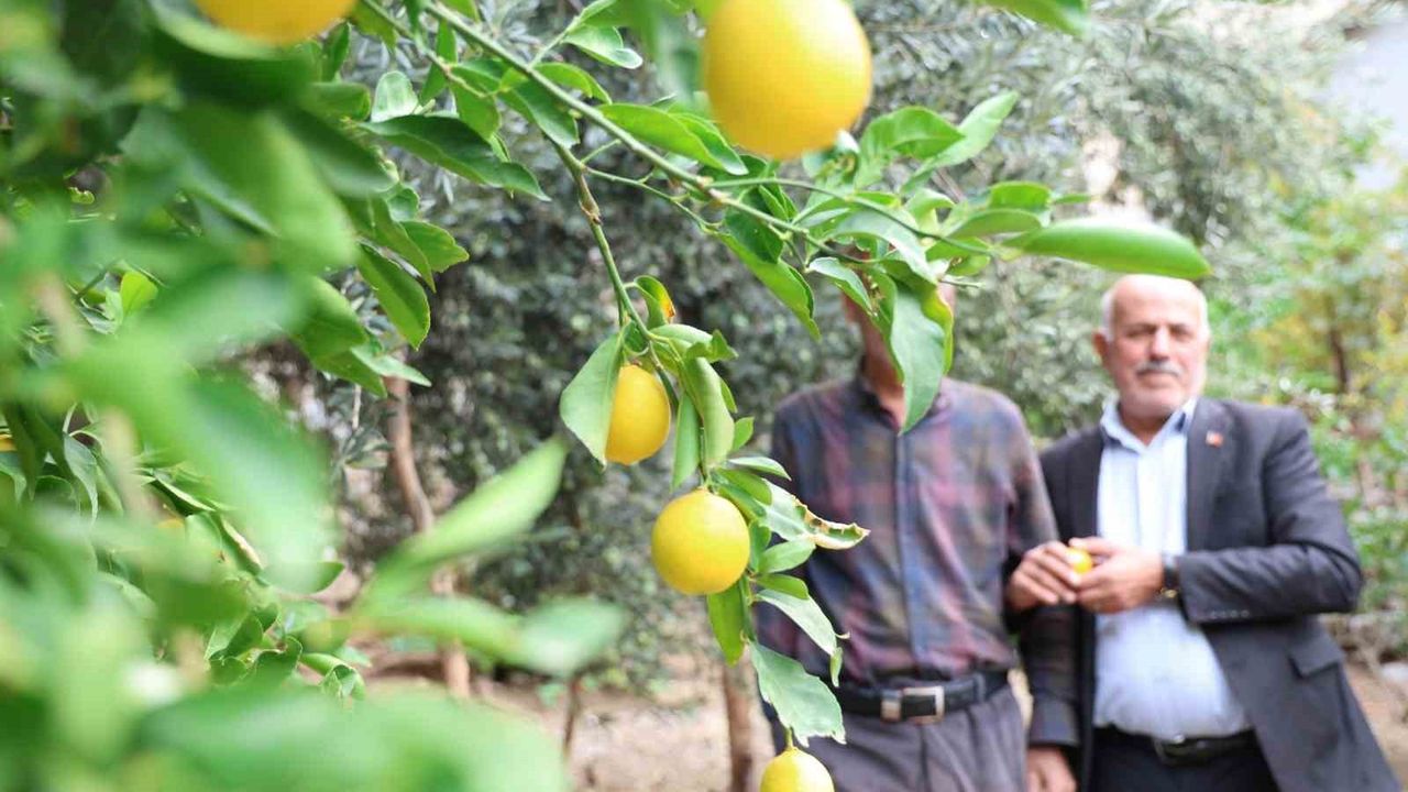Geçit Köyünde Akdeniz ve Karadeniz meyveleri bir arada