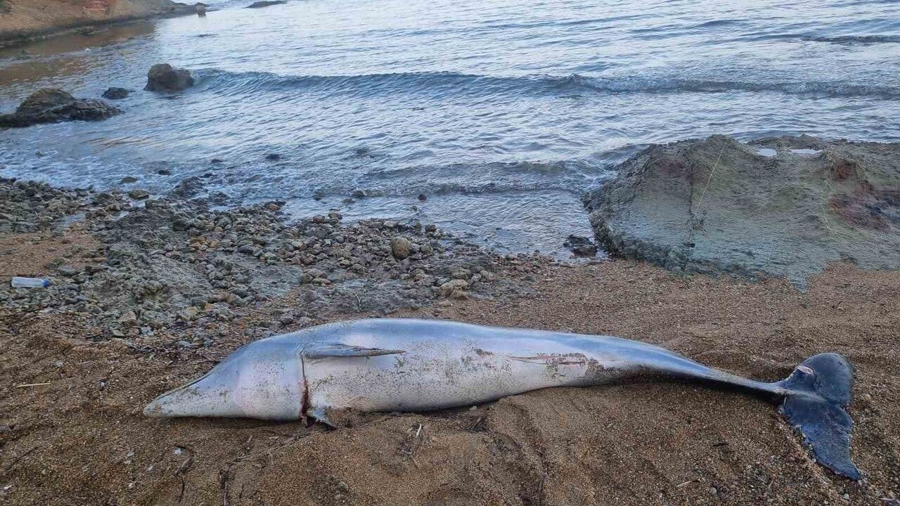 Gelibolu Güneyli sahilinde ölü yunus balığı bulundu