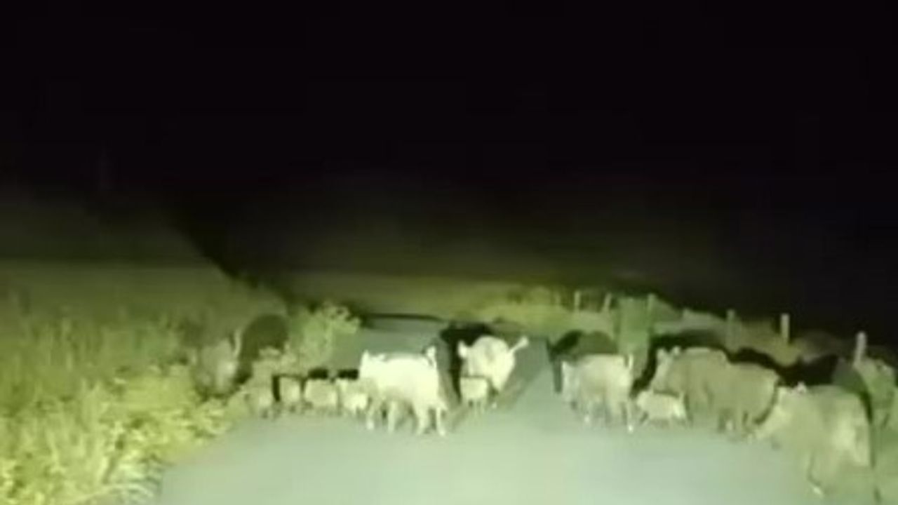 Gercüş'te domuz sürüleri köy yollarında görüntülendi