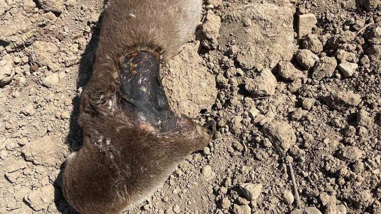 Gercüş’te koruma altındaki su samuru tarlada telef bulundu