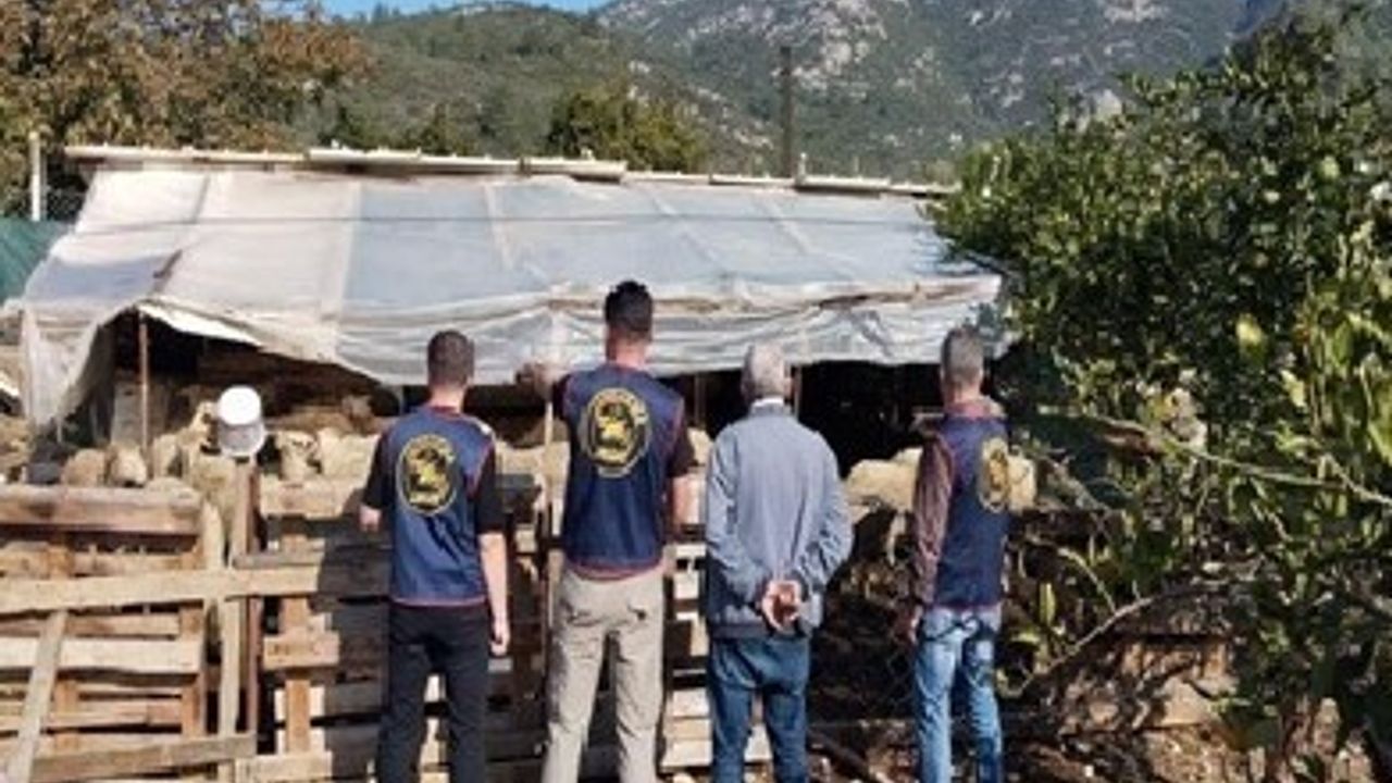 Germencik'te çalınan 14 küçükbaş hayvan sahibine teslim edildi