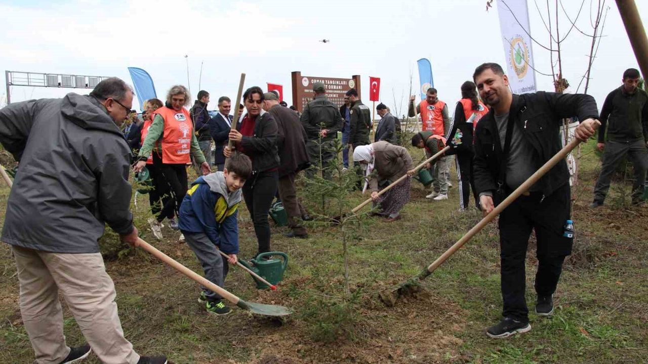 Gerze'de Orman Şehitleri İçin Fidan Dikimi