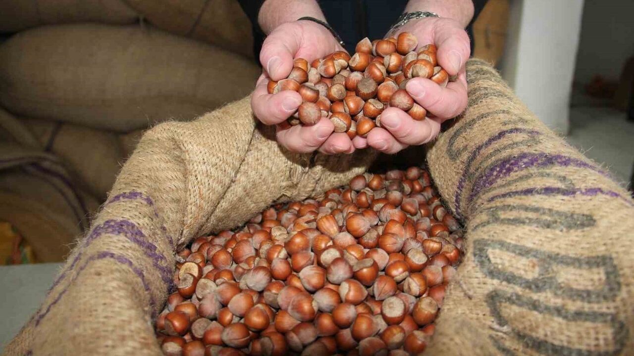 Giresun'da fındık fiyatları yeniden yükseldi — tüccar ve kooperatif fiyatları