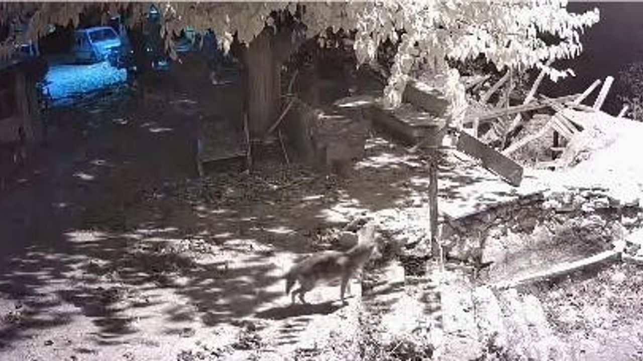 Gökbelen köyünde yiyecek arayan çakal güvenlik kamerasında