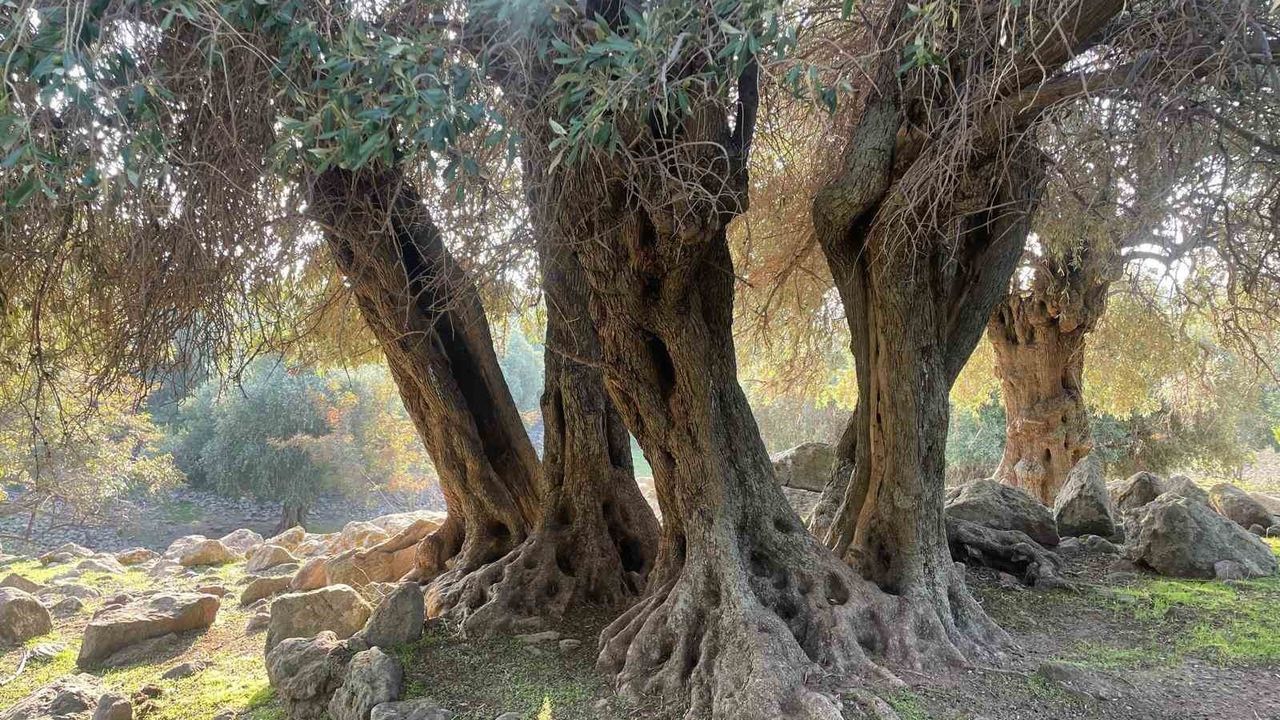 Gökçeada'nın Ladolia zeytini: Türkiye'de tek