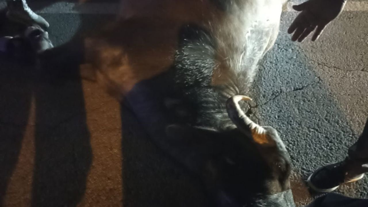 Güroymak girişinde Muş'tan gelen ambulans mandaya çarptı