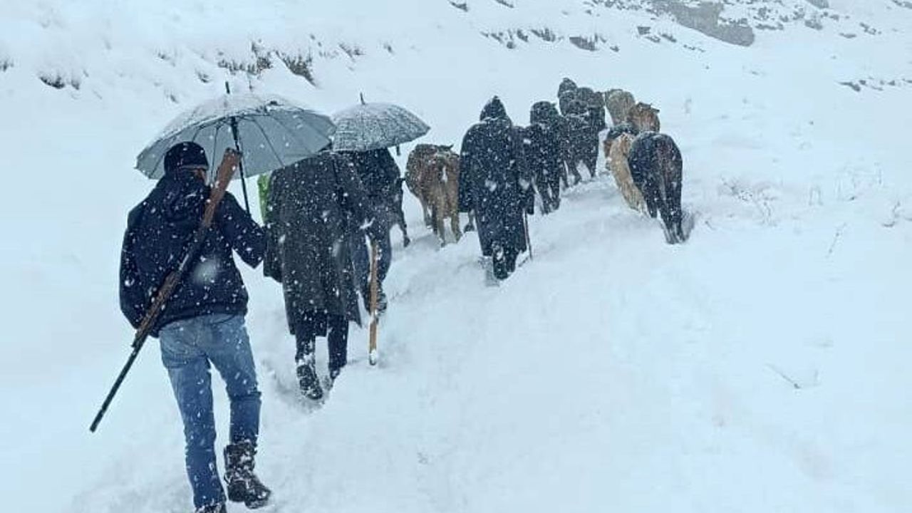 Hakkari'de Yaylada Mahsur Kalan Sürü Köylüler Tarafından Kurtarıldı