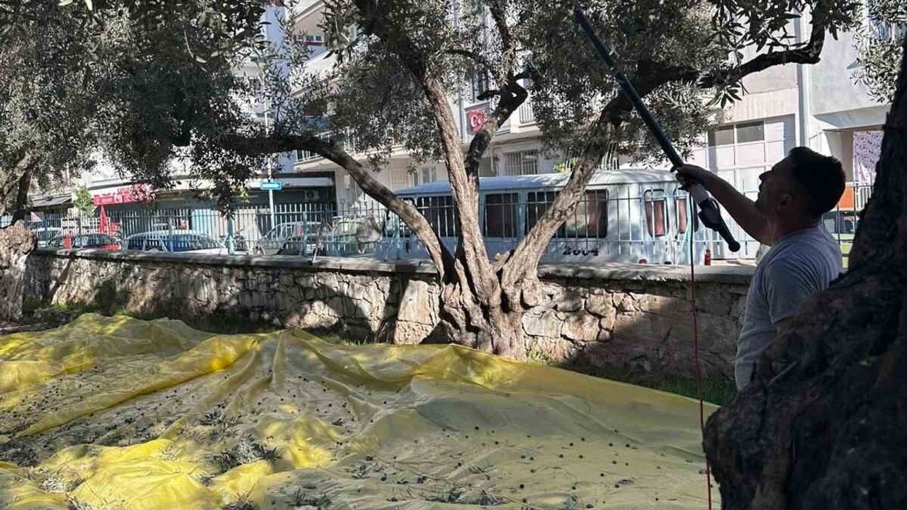 Halide Hatun İlkokulu'nda e-Twinning ile zeytinin ağaçtan sofraya yolculuğu