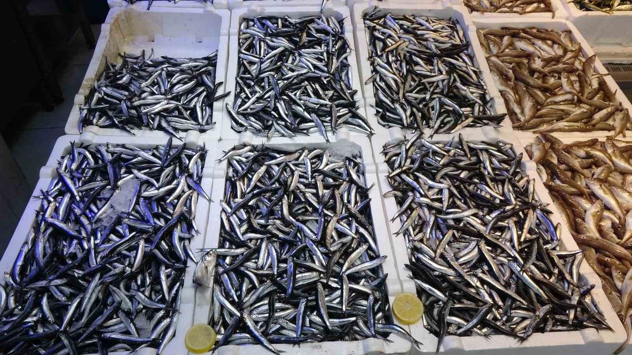 Hamsi bolluğu ihracat gelirlerini artırmadı: Ocak-Ekim 2025 verileri