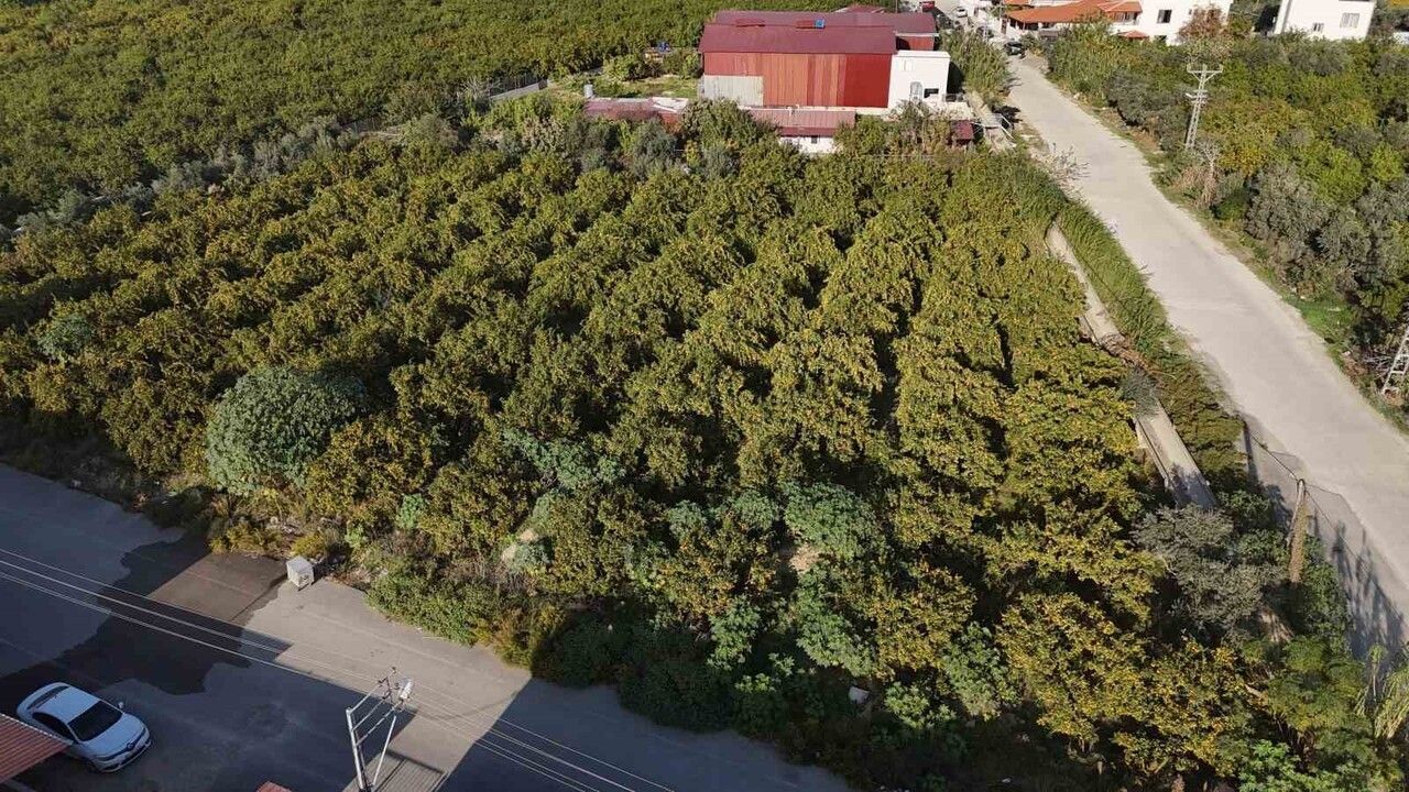 Hatay'da fiyat geriledi, tonlarca mandalina ücretsiz dağıtıldı