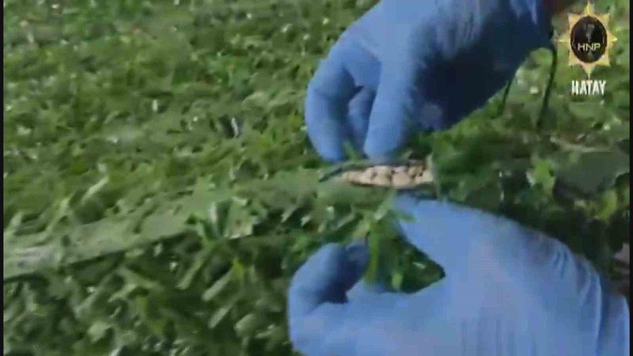 Hatay’da suni çimler arasına gizlenen 306 bin captagon hap ele geçirildi