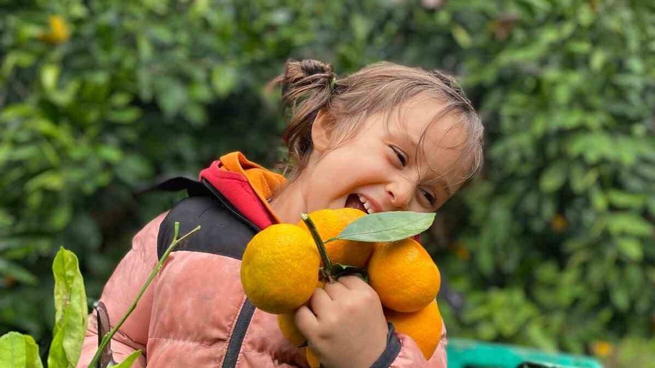 Havran Mandalinası'nda hasat sürüyor
