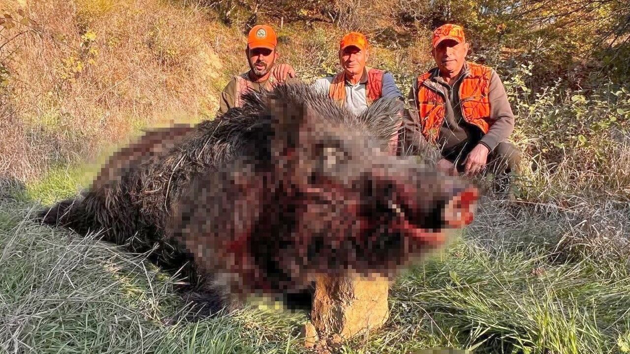 Hayrabolu'da yaklaşık 300 kilogramlık dev yaban domuzu avlandı