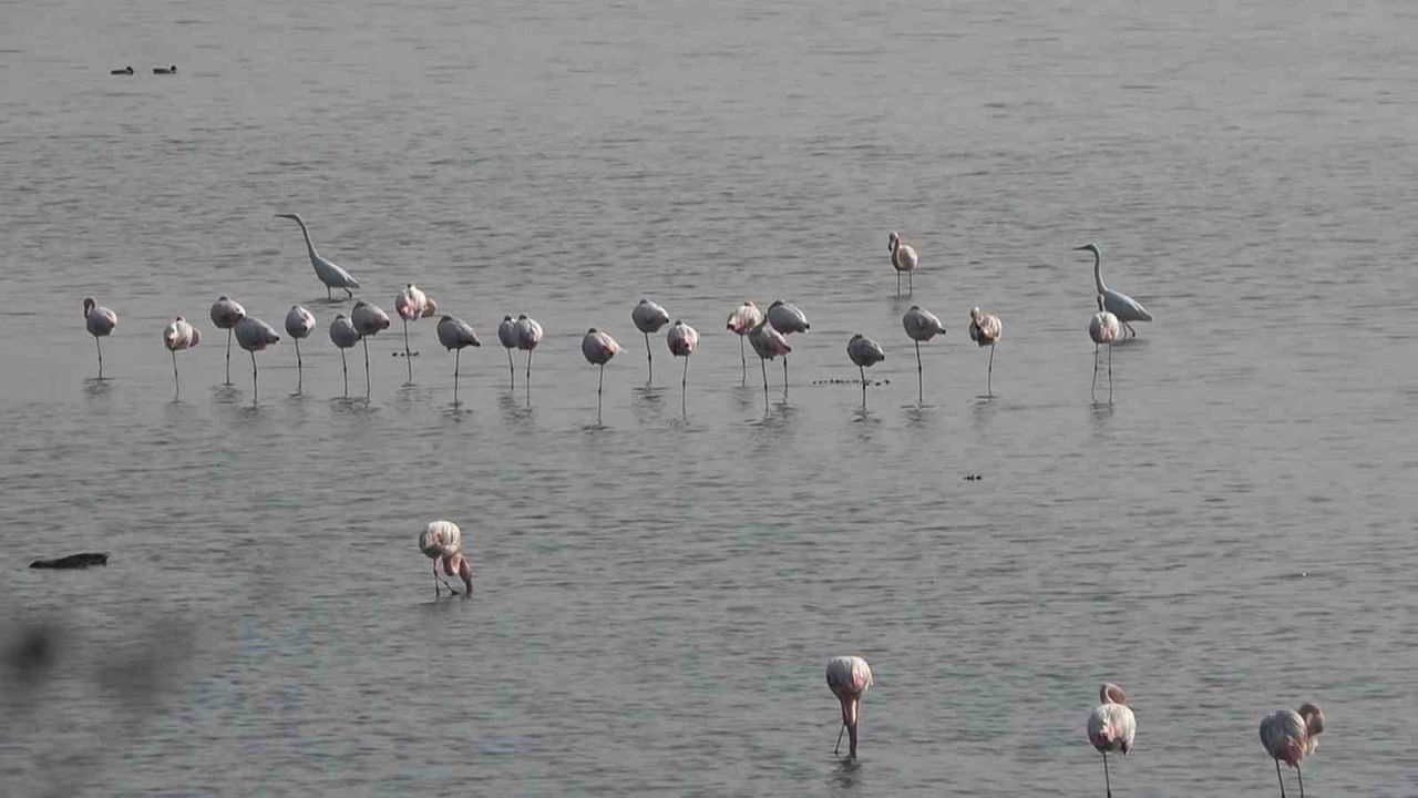 Hersek Lagünü’nde flamingo sayısı artıyor, renkli görüntüler oluşuyor