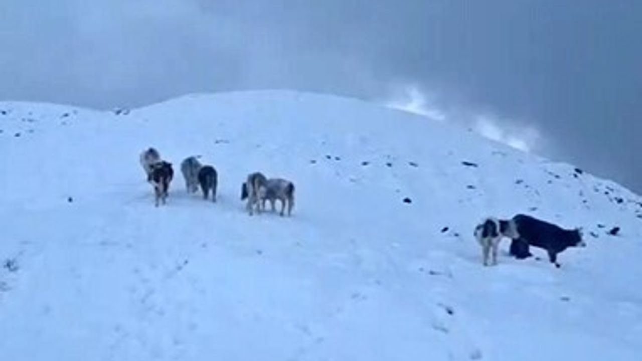 Hizan’da ani kar yağışı meradaki büyükbaşları zor durumda bıraktı