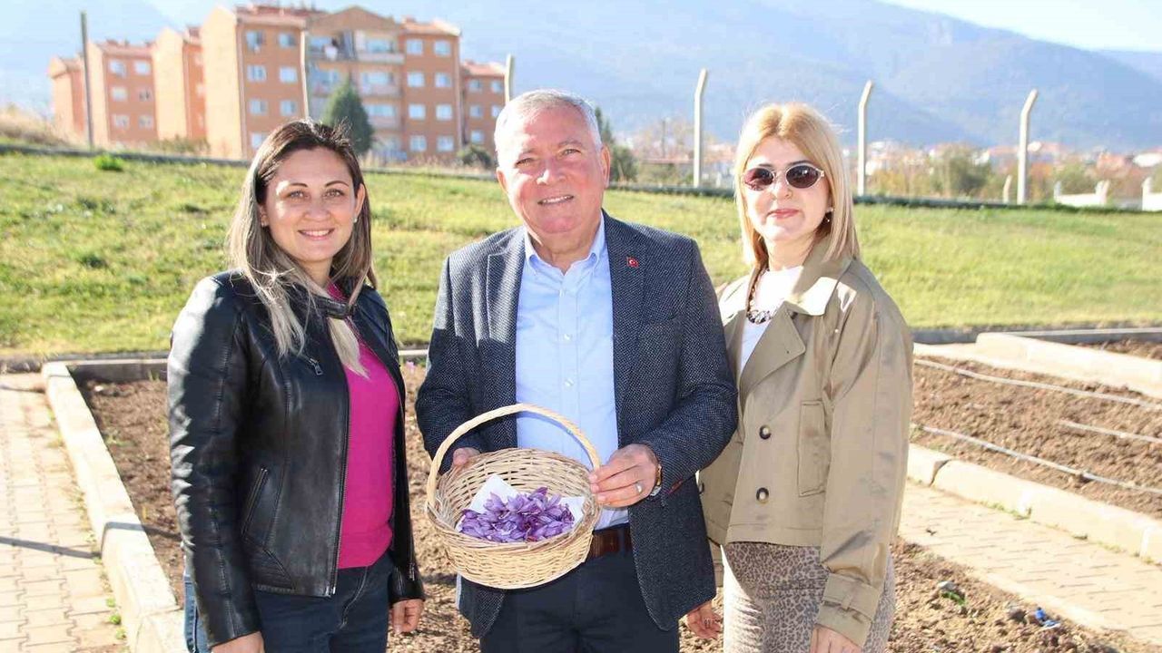 Honaz Belediyesi Yerel Tohum Merkezi'nde safran soğanları filizlendi