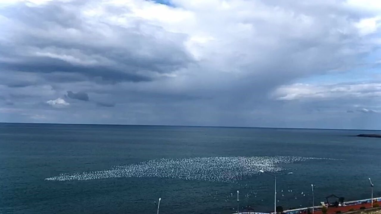 Hopa açıklarında yüzlerce martının denizdeki ahenkli uçuşu