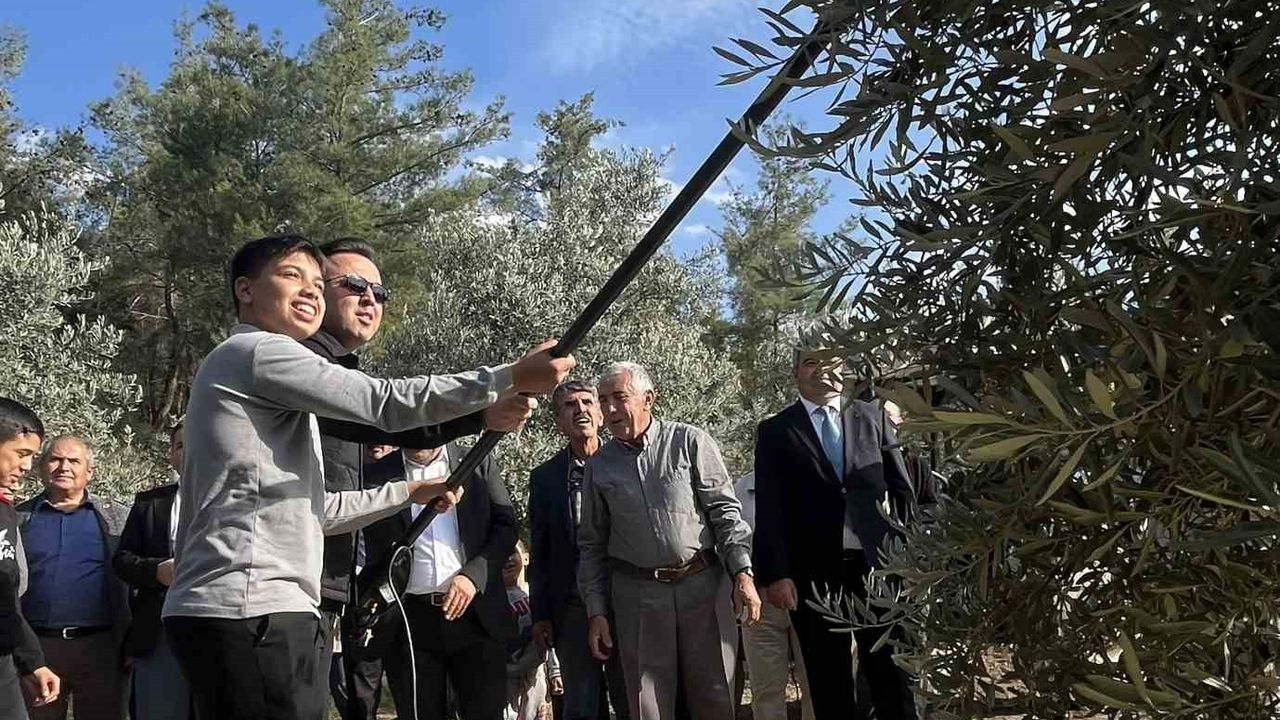 Hyllarima Antik Kentinde Zeytin Hasadı Etkinliği
