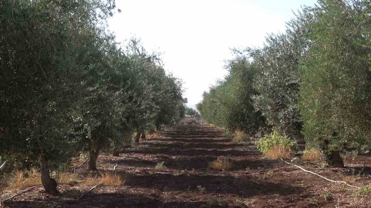 İdil'de don zeytini vurdu: 150 dönümlük bahçeden verim alınamadı