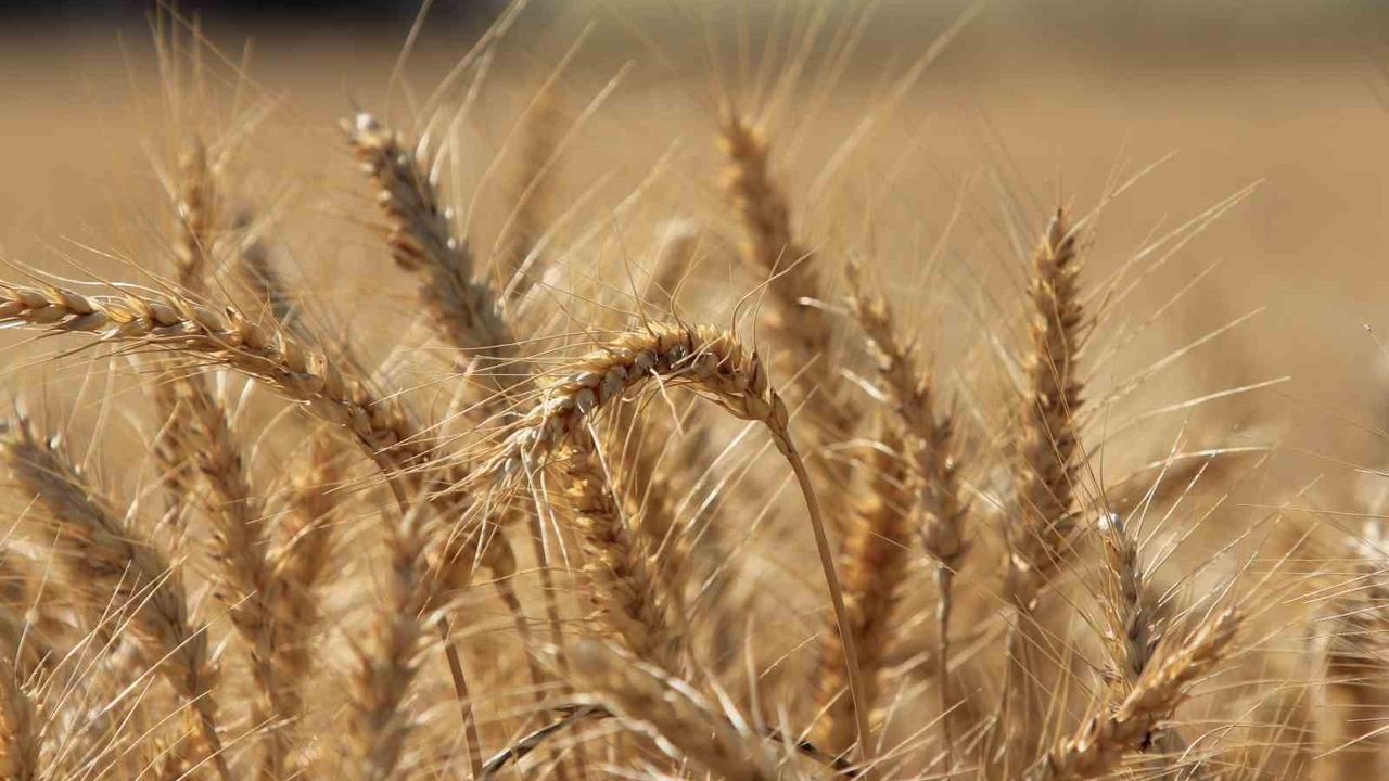 IGC: Küresel Tahıl Üretimi Tüm Zamanların Zirvesine Ulaşıyor