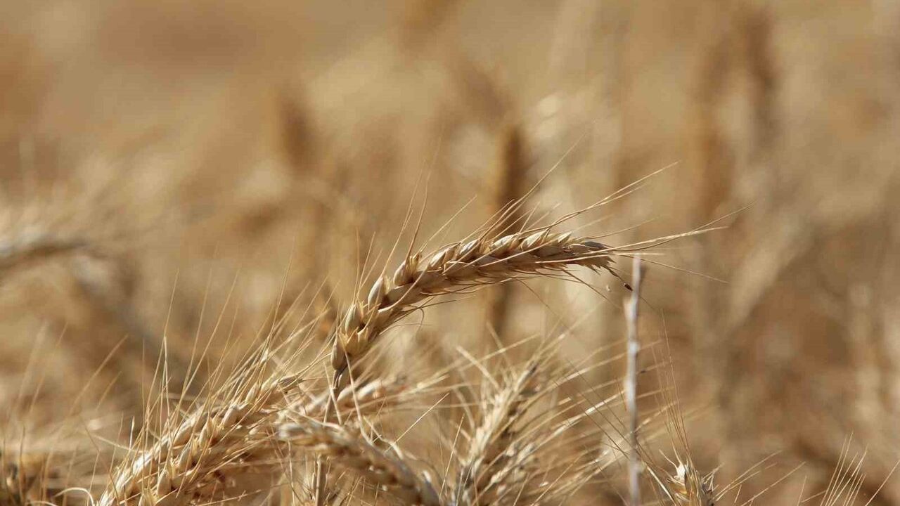 IGC: Küresel tahıl üretiminde rekor 105 milyon ton artış öngörülüyor