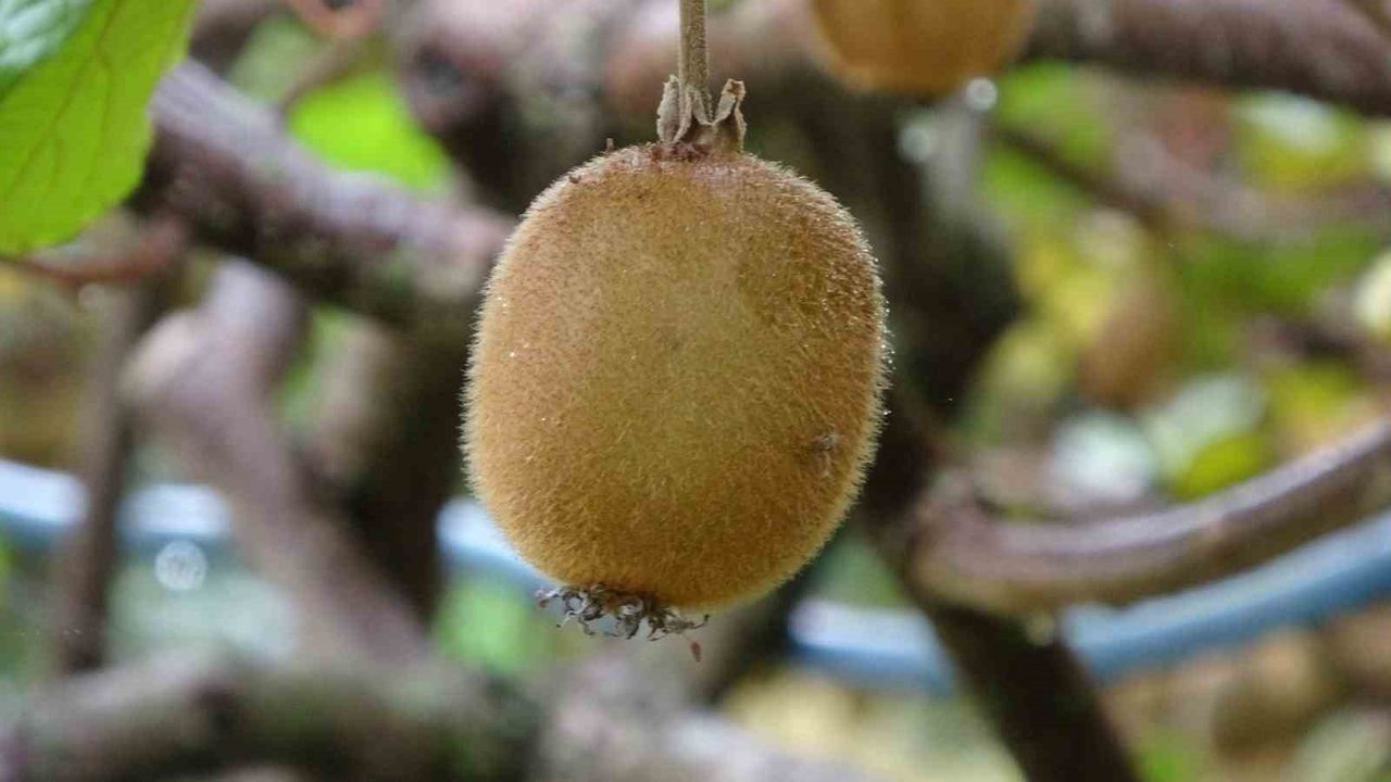 İran Kivisi Piyasayı Baskılıyor: Trabzon Üreticileri Hasatta