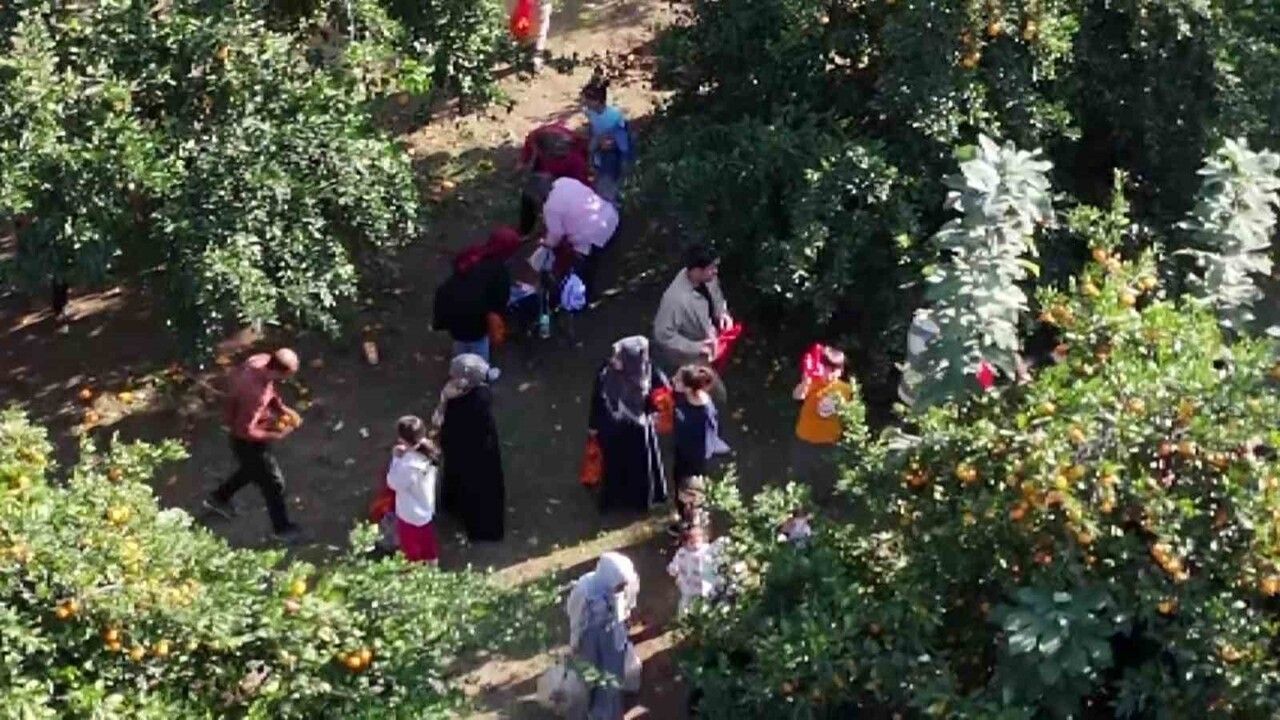 İskenderun'da Narenciye Festivali: Ziraat Park'ta Dalından Ücretsiz Narenciye