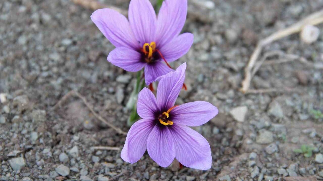 İskilip’te 250 m²’lik Tarlada Safran Denemesi: İlk Hasadı Alan Harita Mühendisi