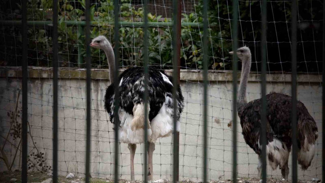 İspanya’da kuş gribi önlemi: Yüksek riskli bölgelerde kümes hayvanları kapalı tutulacak