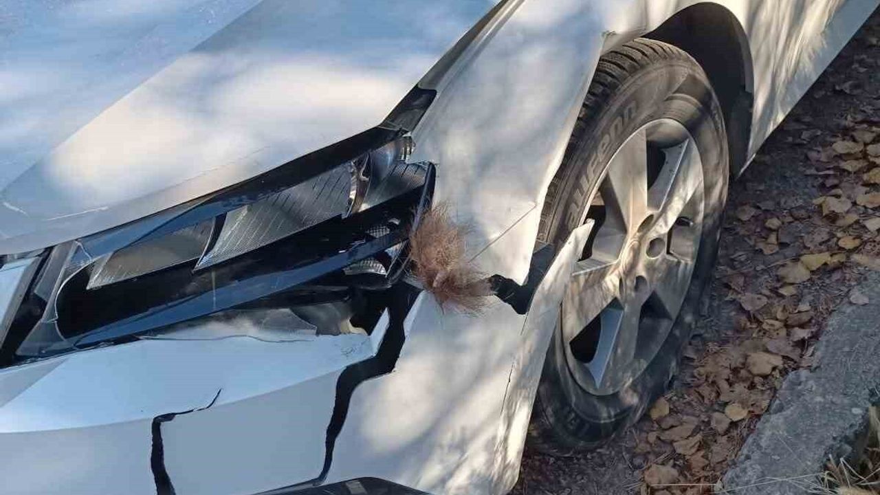 İspir'de Otomobil Boz Ayıya Çarptı