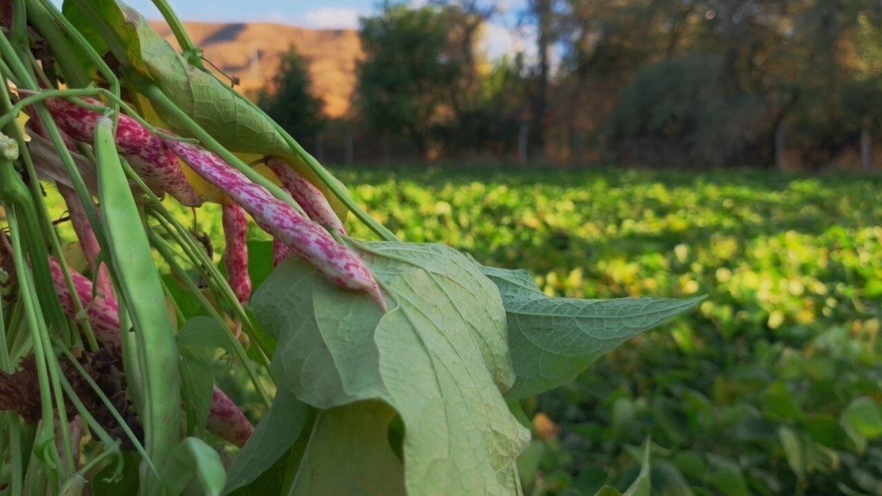 İspir Fasulyesi: Ünlü Şeflerin Tercihi, Erzurum'un Beyaz Altını