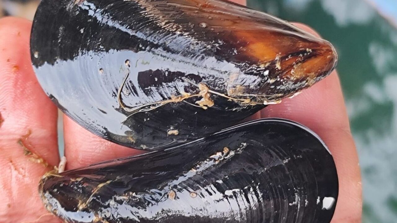 İstanbul’daki gıda zehirlenmesi ve kaçak midye tartışması