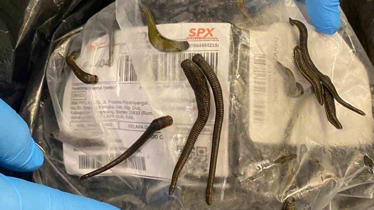 İstanbul Havalimanı’nda 5 bin tıbbi sülük ele geçirildi