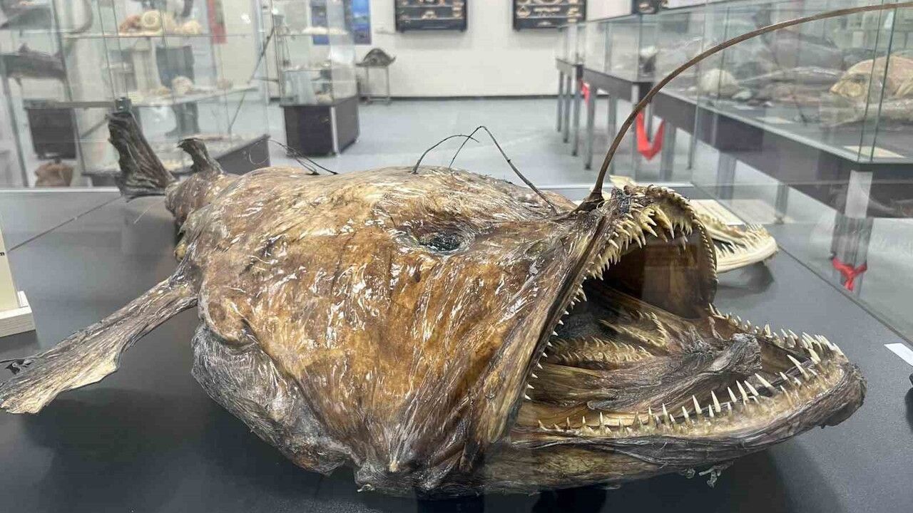 İzmir Katip Çelebi Üniversitesi Deniz Canlıları Koleksiyonu: 400'ü Aşkın Tür Sergileniyor