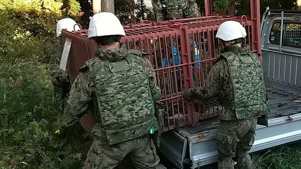 Japonya'da Ayı Saldırılarına Karşı Askeri Önlemler
