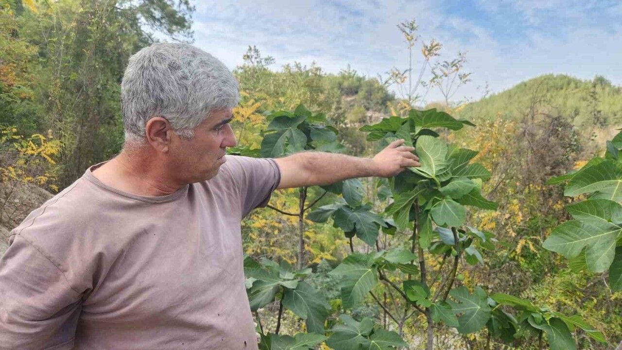 Kadirli'de incir ağaçları Aralık ayında yeniden meyve verdi