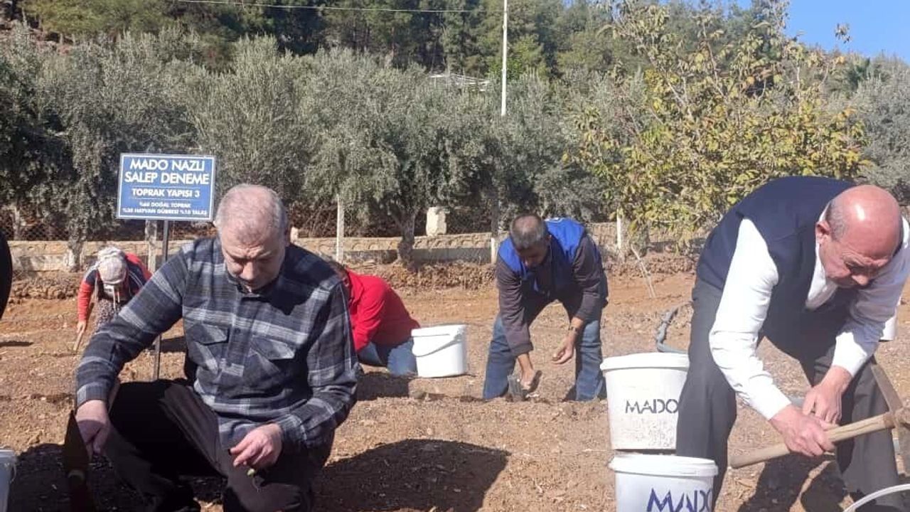 Kahramanmaraş'ta endemik salep bahçelere dikildi — MADO 10 yıl alım garantisi verdi