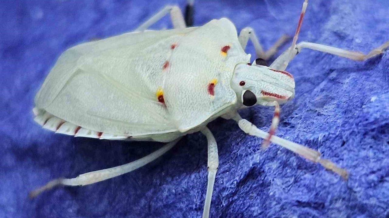 Kahverengi kokarca Artvin'den Marmara'ya yayıldı: Tarım için ulusal tehdit