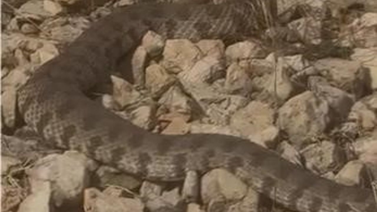 Kalkantepe'de dev engerek yılanı görüntülendi