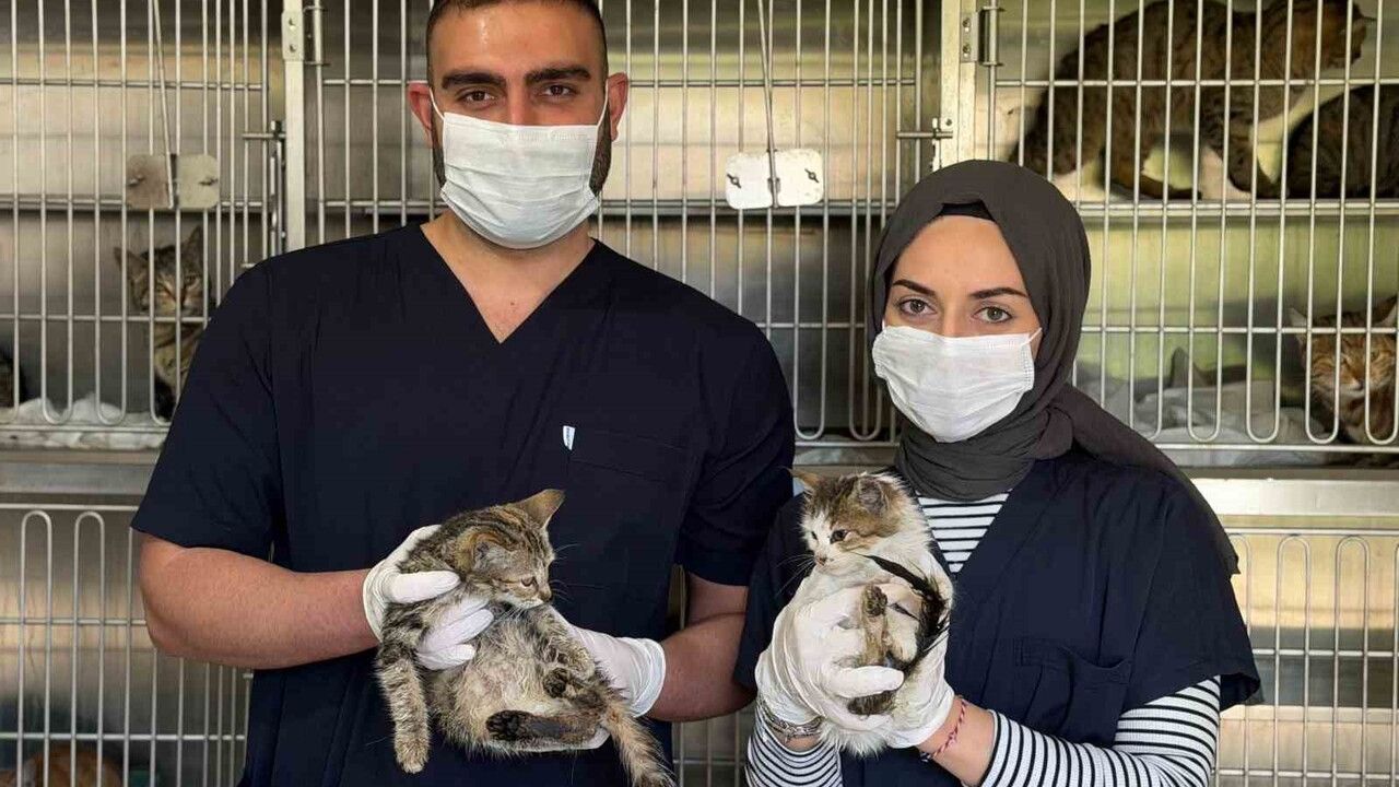 Karabük Belediyesi Sahipsiz Hayvan Bakımevi kışa hazır