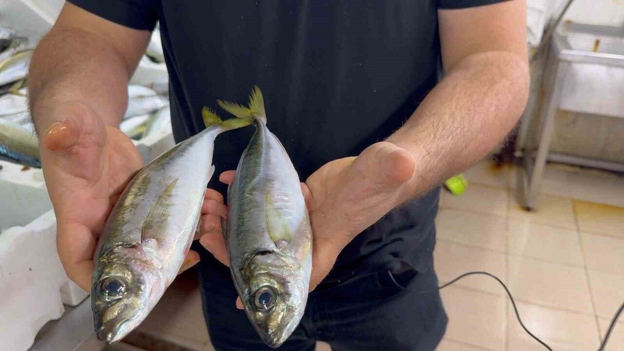 Karadeniz'de hamsi bolluğu diğer türleri canlandırdı