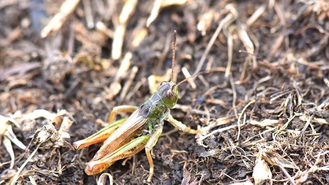 Karadeniz'de Salmanihippus adlı yeni çekirge cinsi keşfedildi