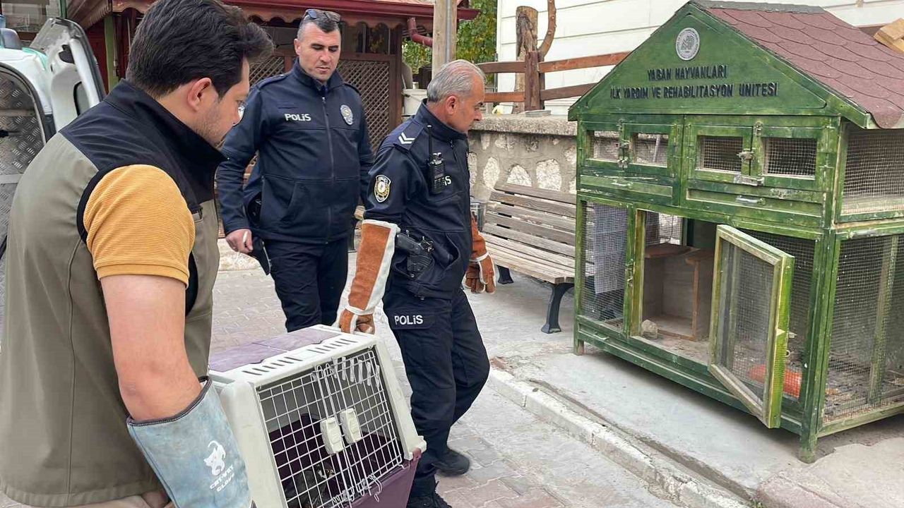 Karaman'da Yaralı Boz Doğan Koruma Altına Alındı
