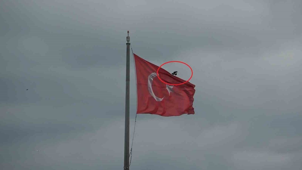 Karganın Türk bayrağına ısrarı